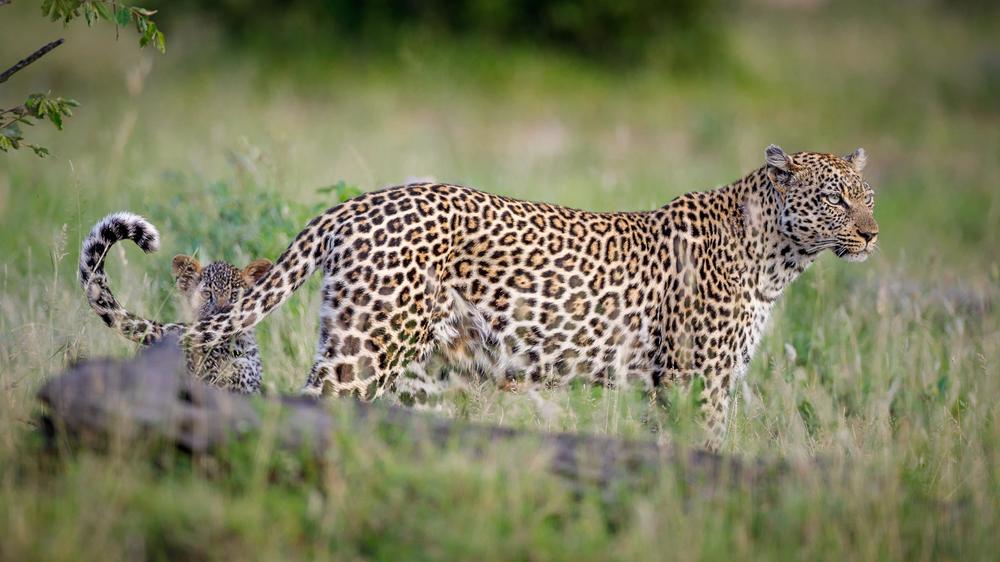 Tanda Tula Safari Camp