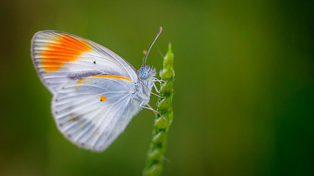 Tanda Tula Safari Camp