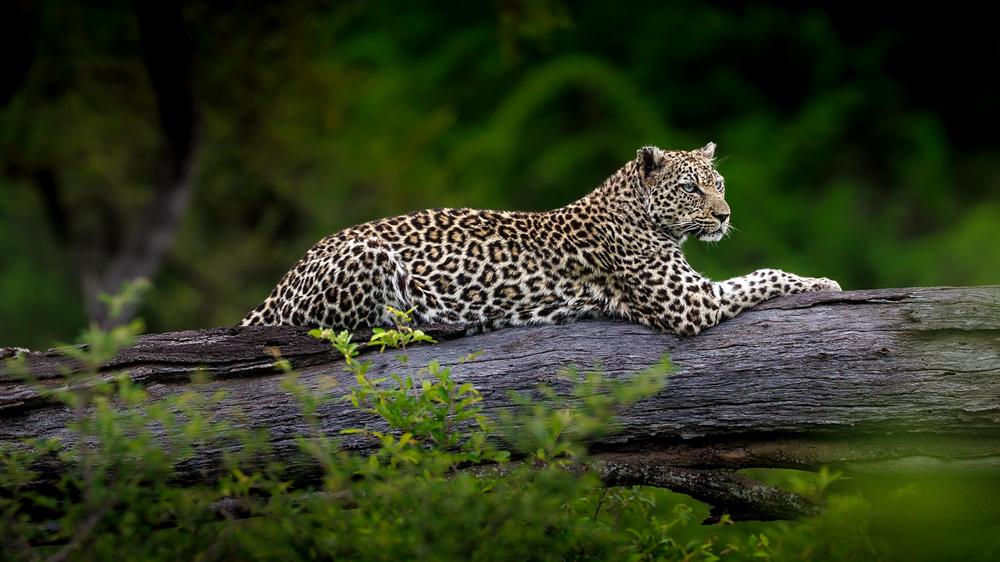 Tanda Tula Safari Camp