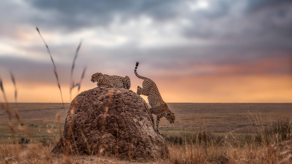Elewana Sand River Masai Mara