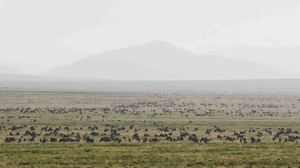 Ndutu Kati Kati Tented Camp
