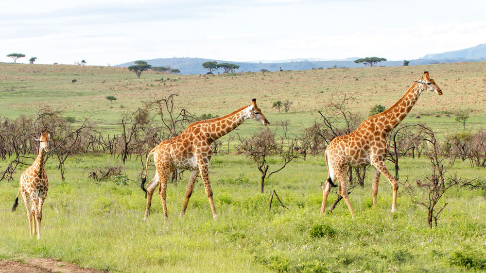 Nambiti Game Reserve