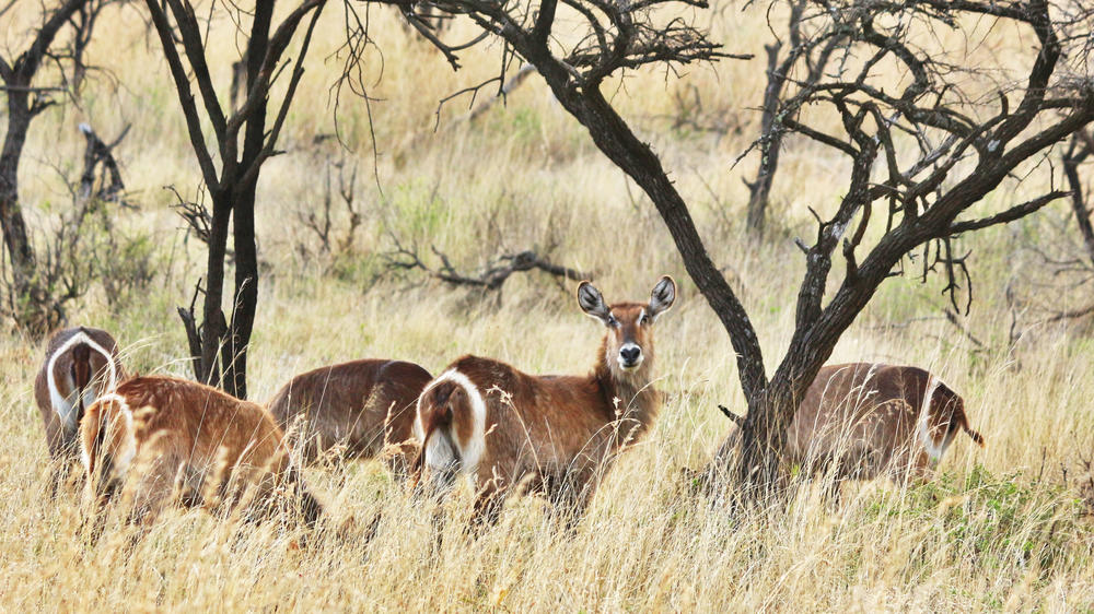 Nambiti Game Reserve