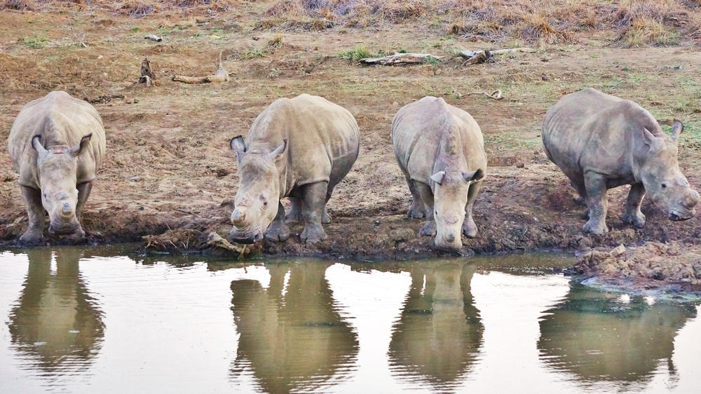 Nambiti Game Reserve