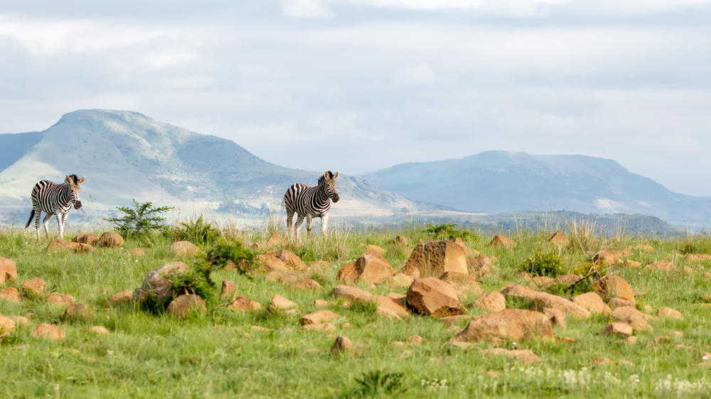 Nambiti Game Reserve