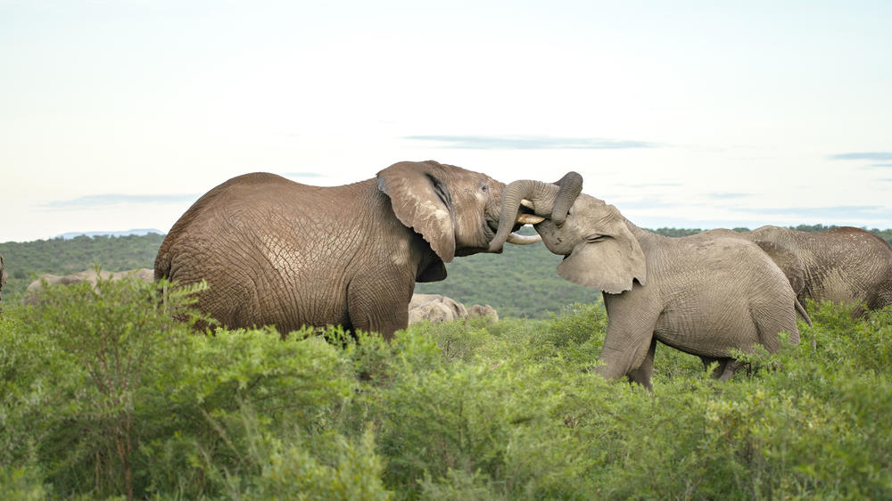 Nambiti Game Reserve