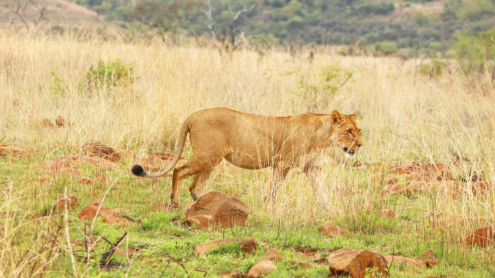 Nambiti Game Reserve