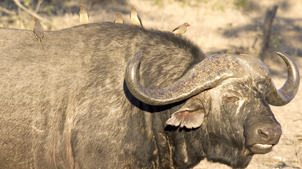 Kruger Private Reserves