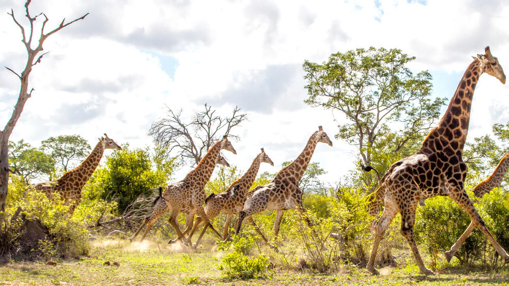 Kruger Private Reserves