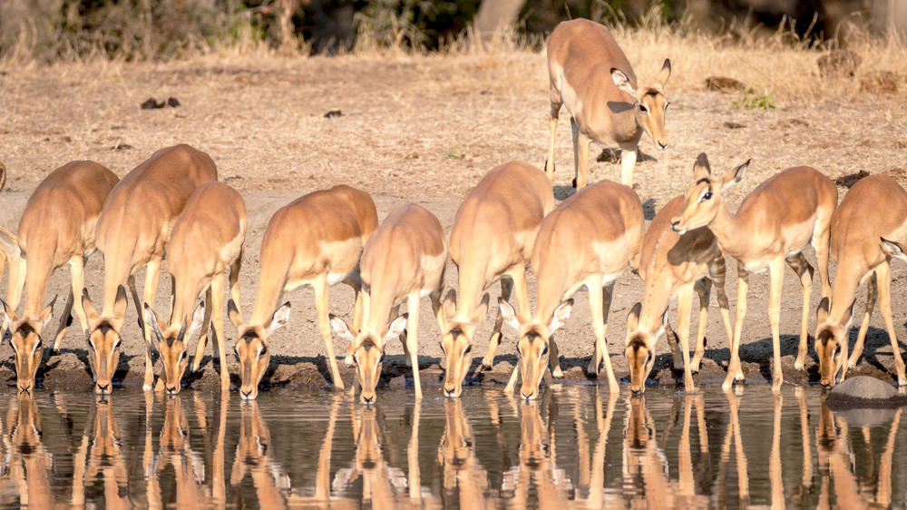 Kruger Private Reserves
