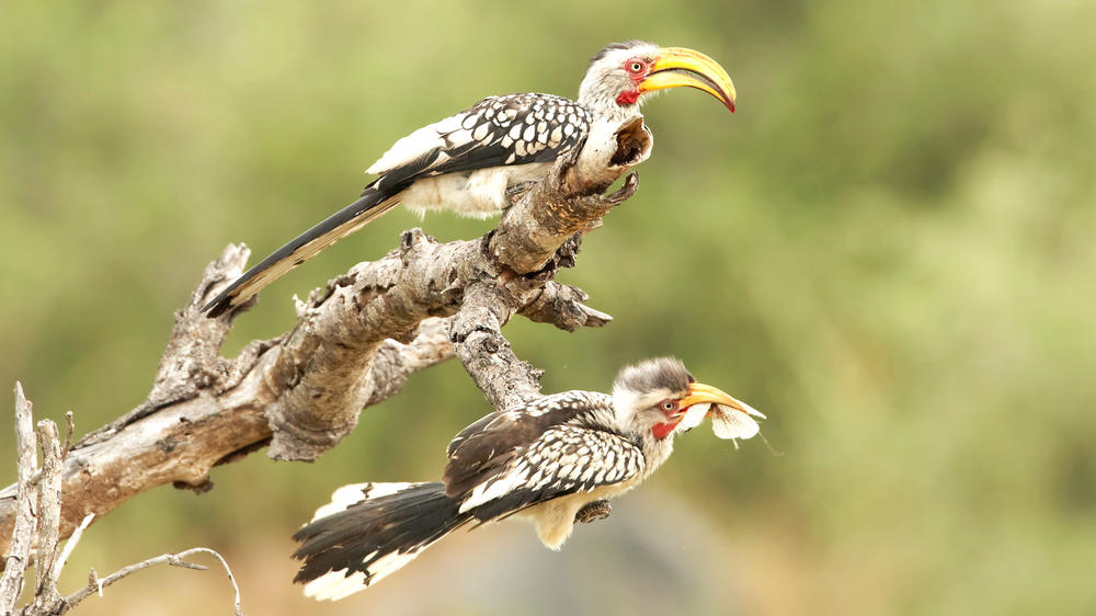 Kruger Private Reserves