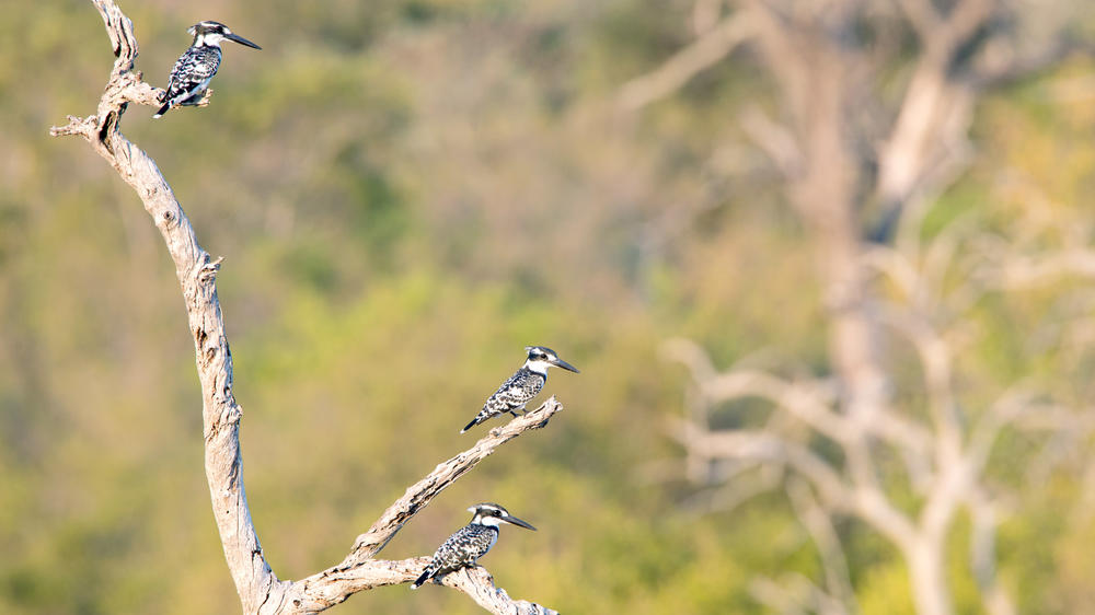 Kruger Private Reserves