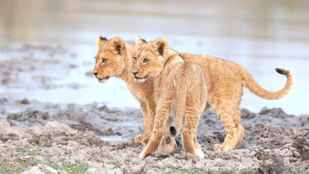 Kruger Private Reserves