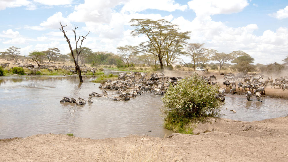 Central Serengeti