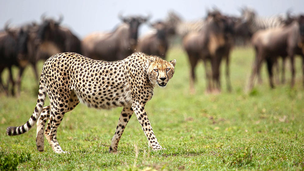 Northern Serengeti