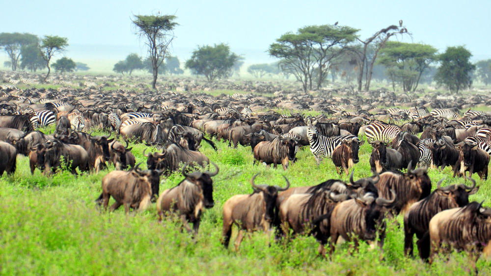 Northern Serengeti