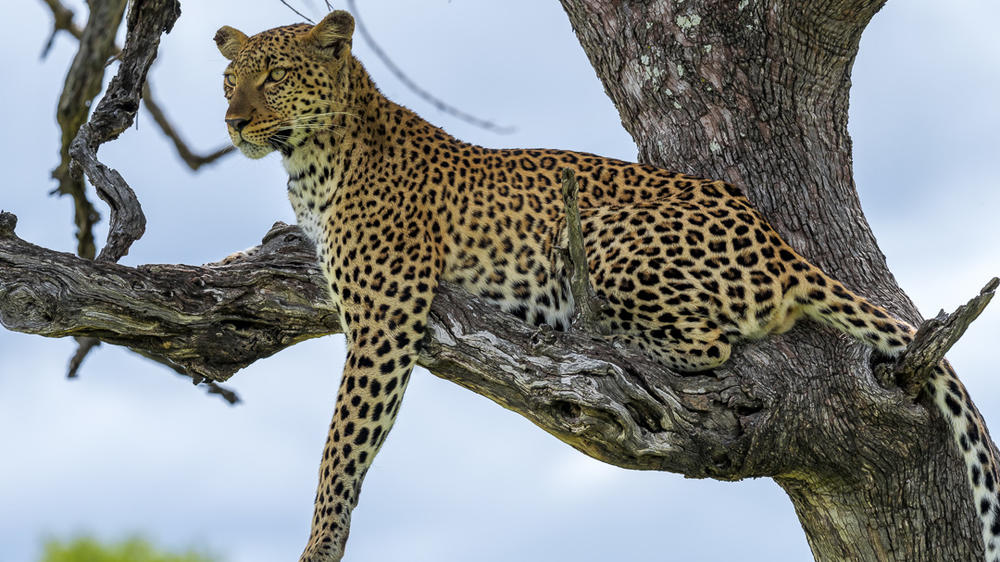 Makumu Private Game Lodge