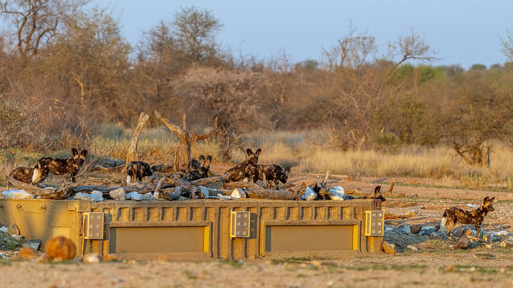 Makumu Private Game Lodge