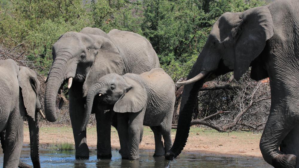 Makumu Private Game Lodge