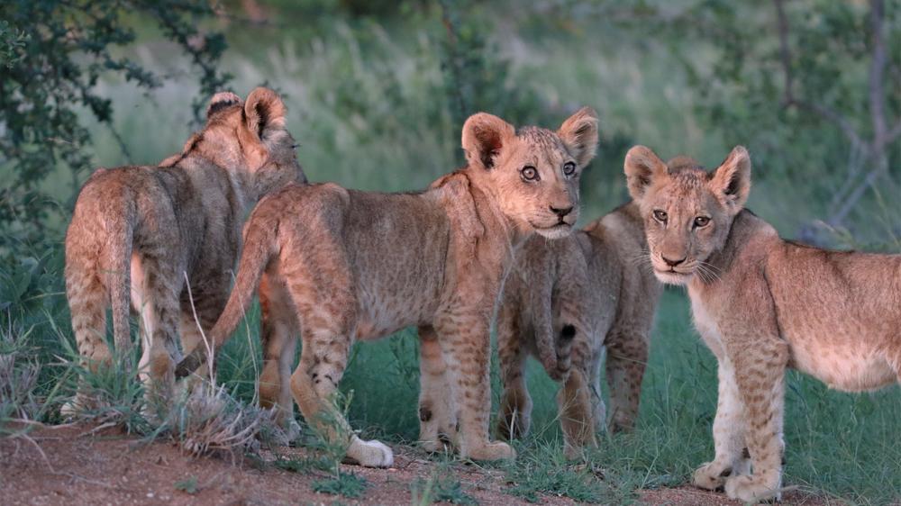 Makumu Private Game Lodge