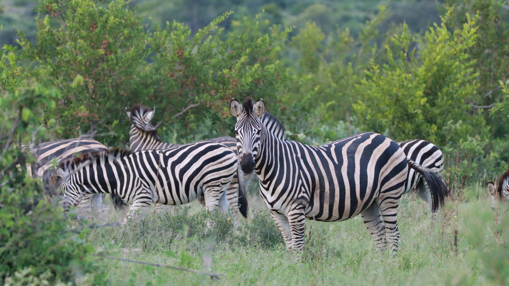 Makumu Private Game Lodge