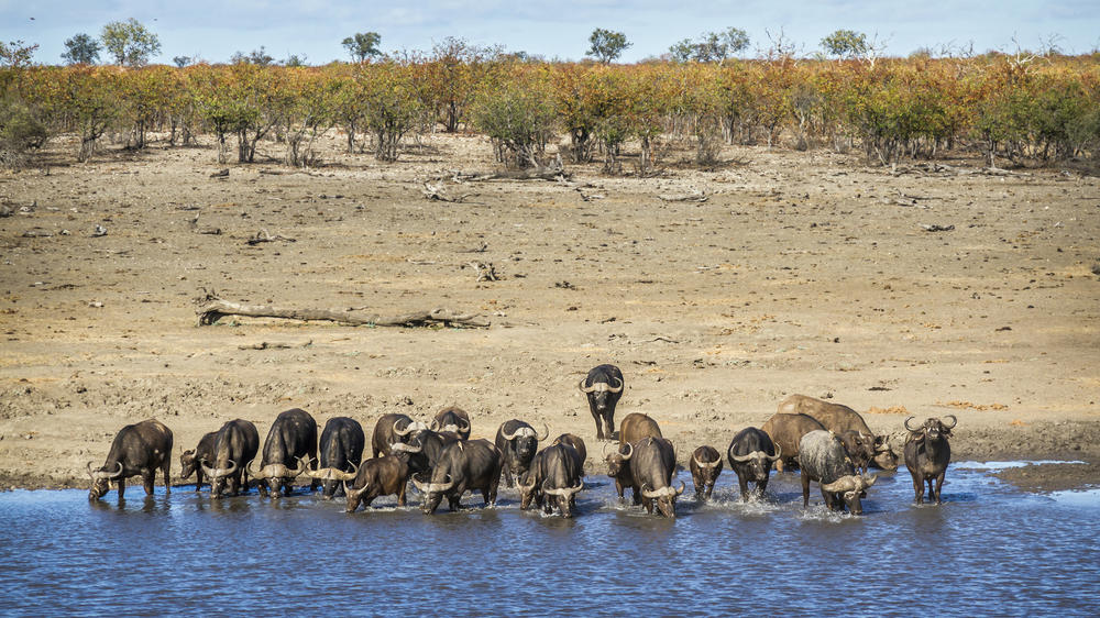 Mara North Conservancy