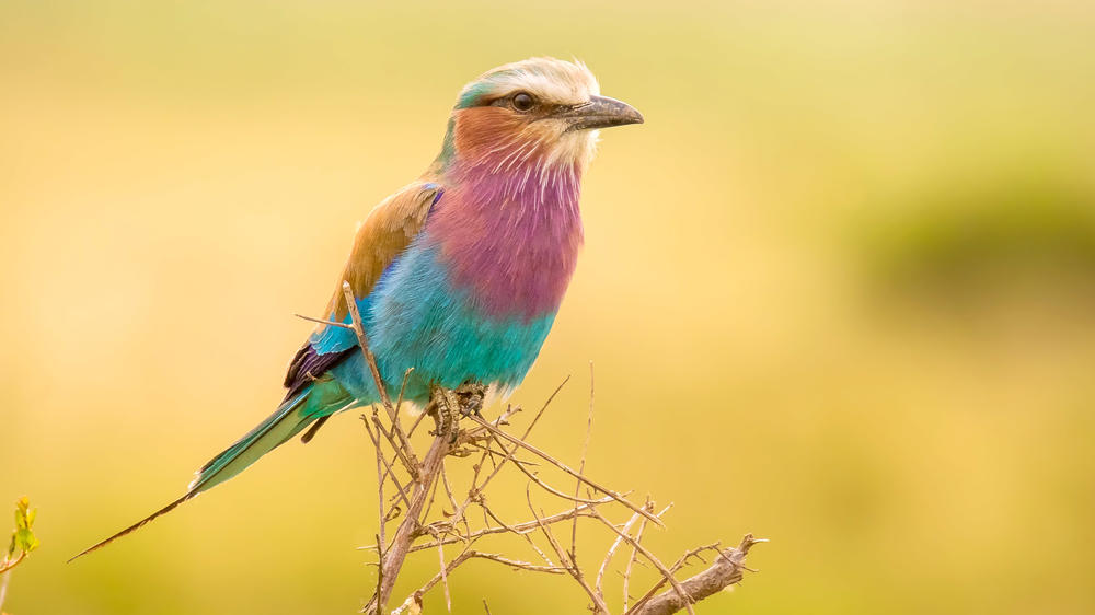 Mara North Conservancy