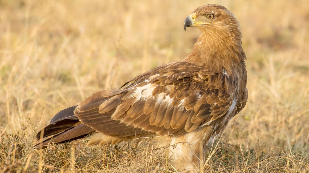 Mara North Conservancy