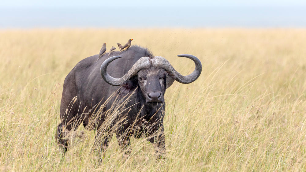 Mara North Conservancy