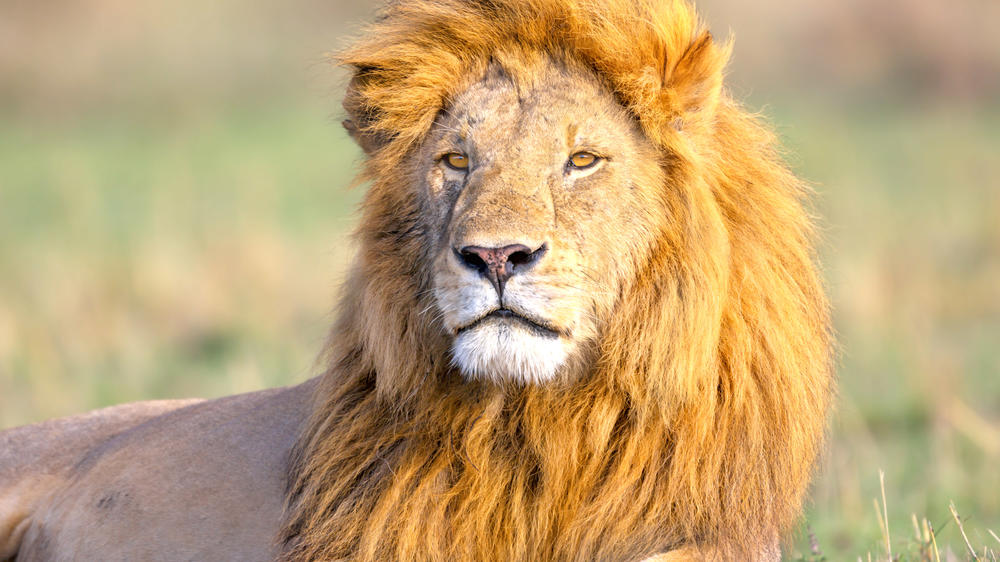 Mara North Conservancy