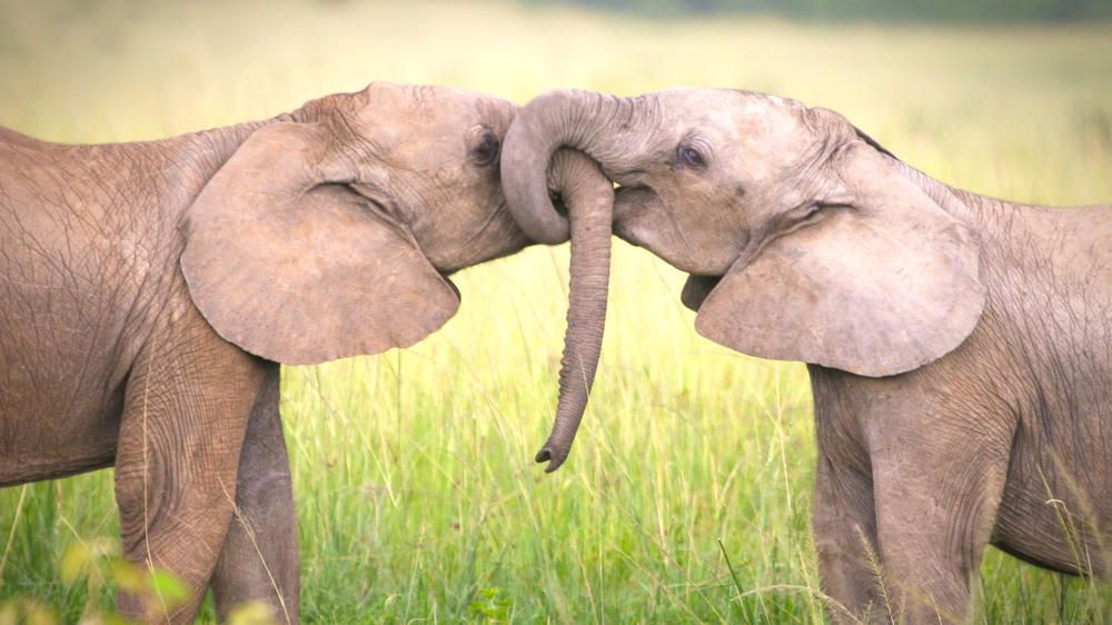 Mara North Conservancy