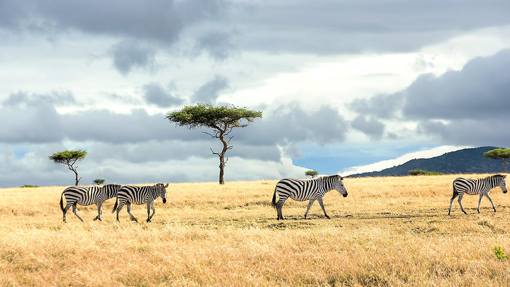 Mara North Conservancy