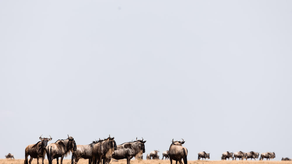 Hemingways River Camp Mara