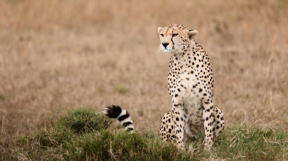 Hemingways River Camp Mara