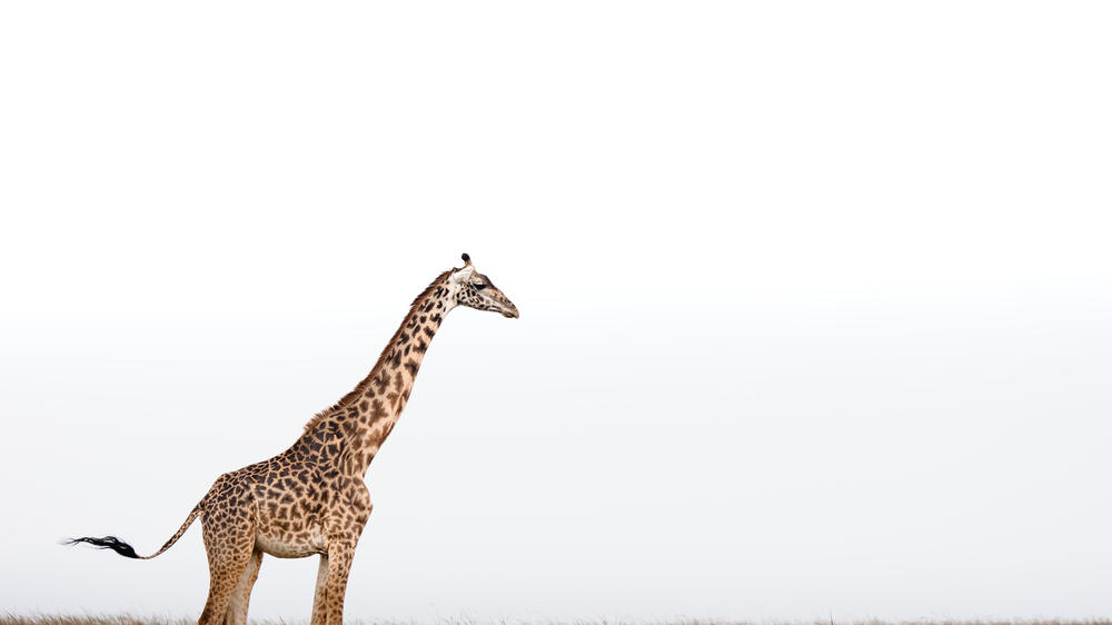 Hemingways River Camp Mara