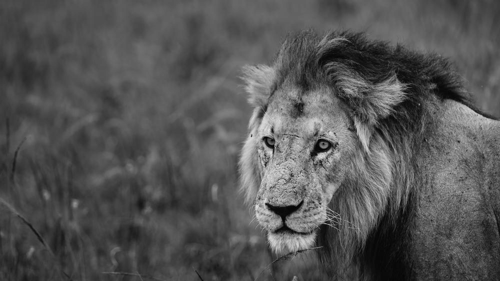 Hemingways River Camp Mara