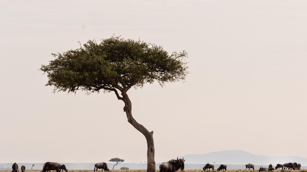 Hemingways River Camp Mara