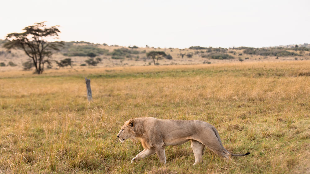 Hemingways River Camp Mara