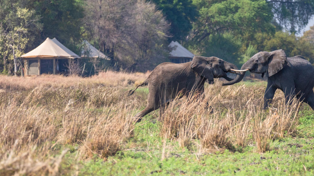 Zambia - 7-day Kafue Experience with Musekese Camp & Ntemwa-Busanga - Private accommodated