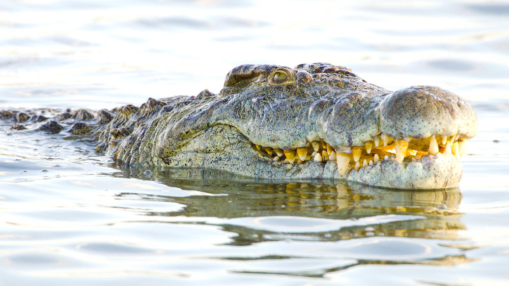 Balule Private Game Reserve