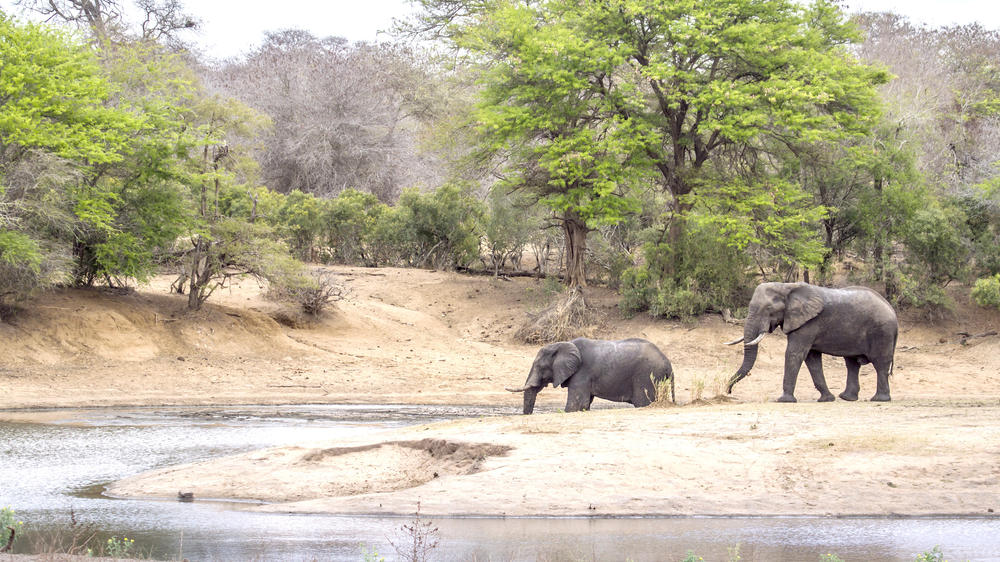 Balule Private Game Reserve