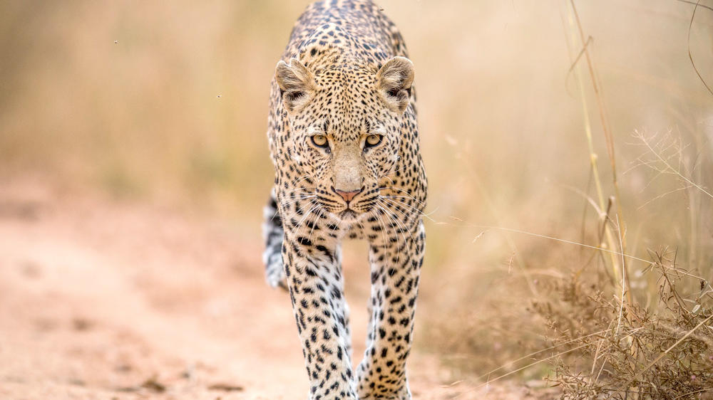 Balule Private Game Reserve