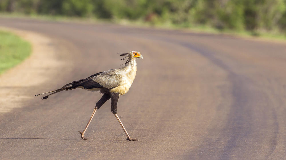 Balule Private Game Reserve