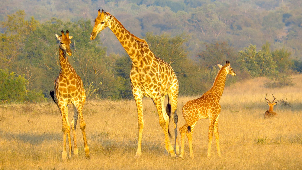 Balule Private Game Reserve