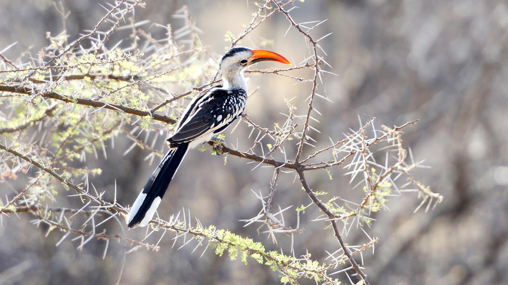 Balule Private Game Reserve