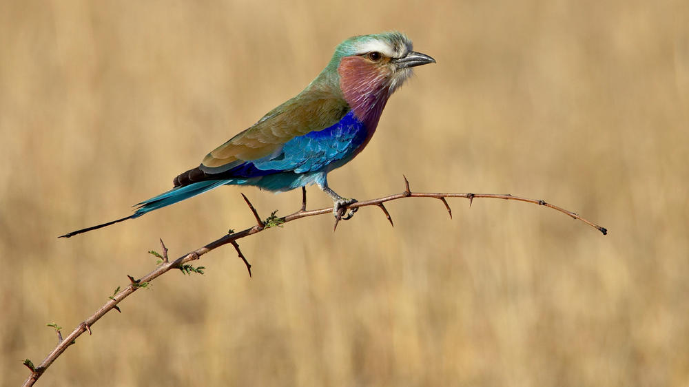 Olderkesi Conservancy