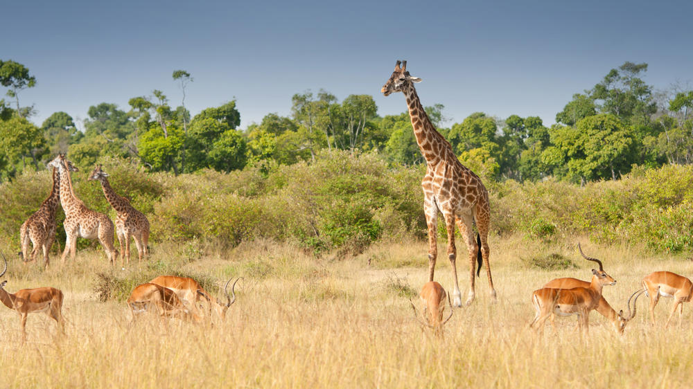 Olderkesi Conservancy