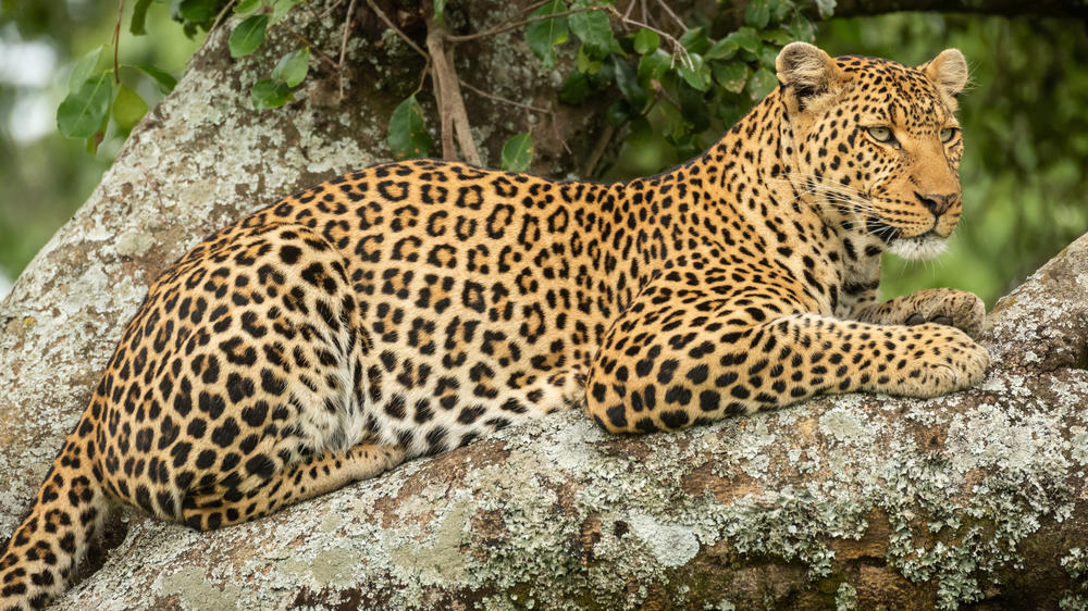 Olderkesi Conservancy