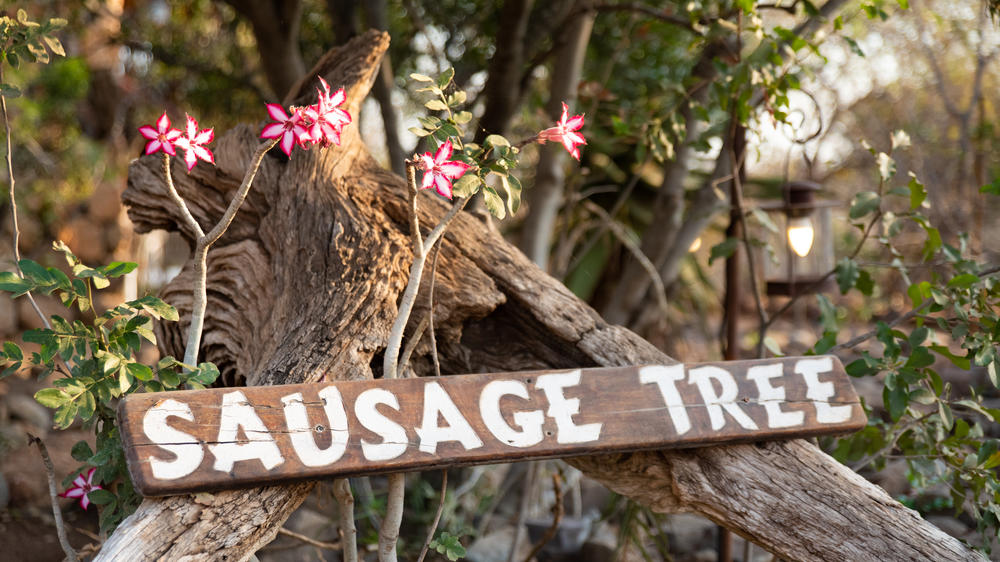 Sausage Tree Safari Camp