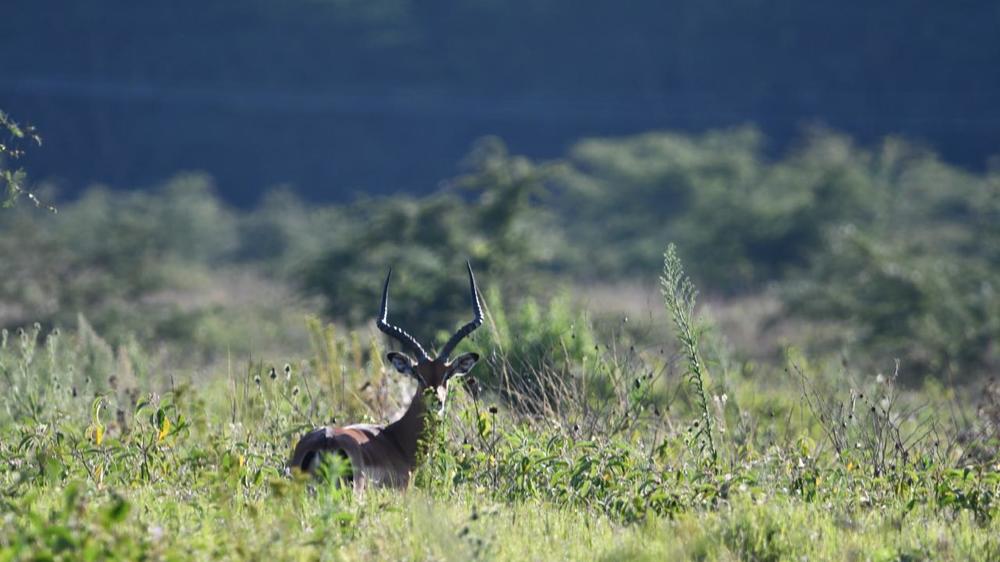 Enarau Conservancy Guest House